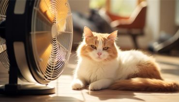 Cum recunoști când pisica este în călduri